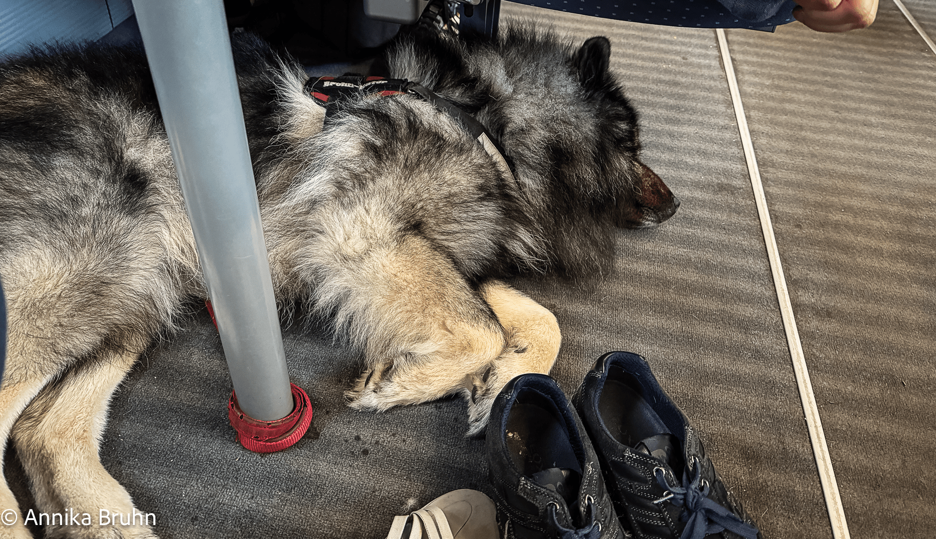 Bequem unter dem Tisch liegen